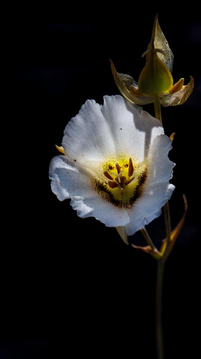 Calochortus howellii 12-0933.jpg